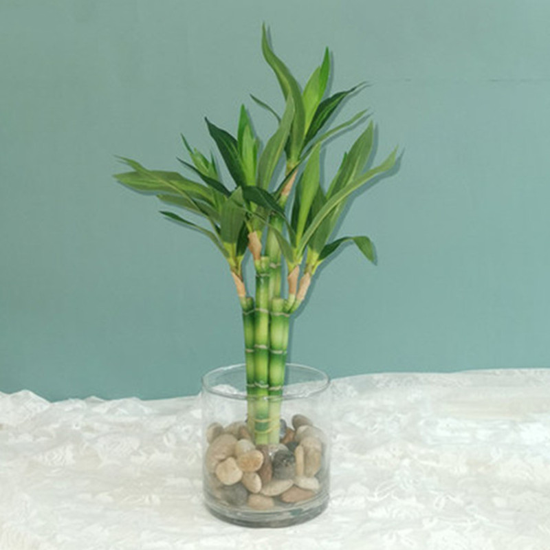 새로운 40cm 인조 행운나무 다육식물 가짜 꽃 녹색  - Marine Fish Tank 리뷰 및 가격